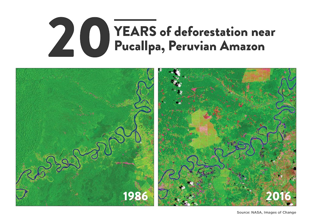 Deforestation