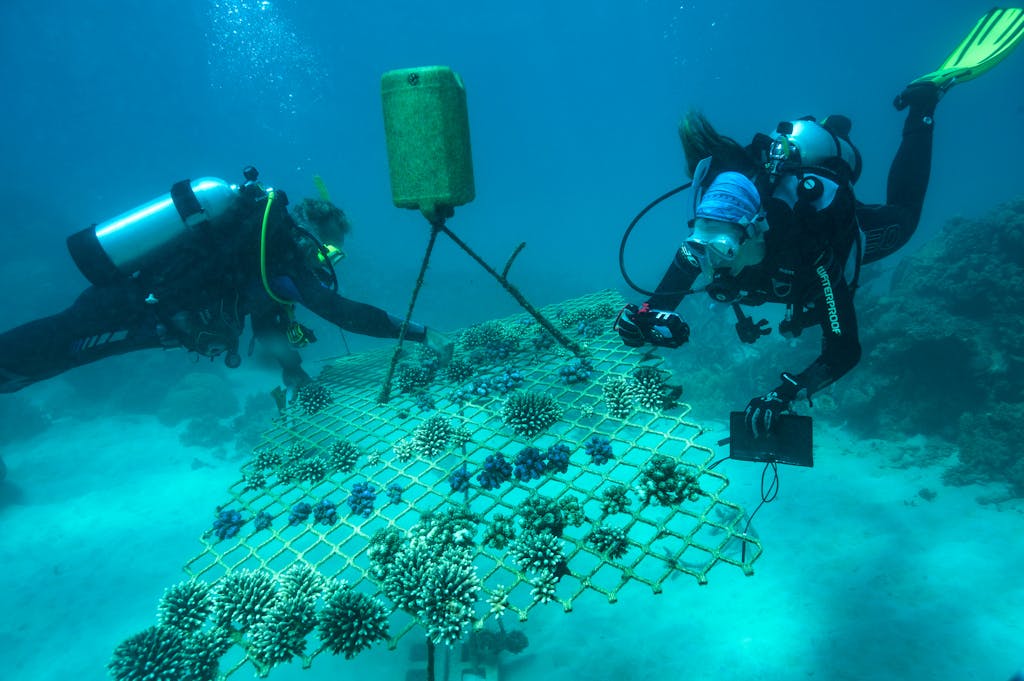 Coral nursery on the Great Barrier Reef