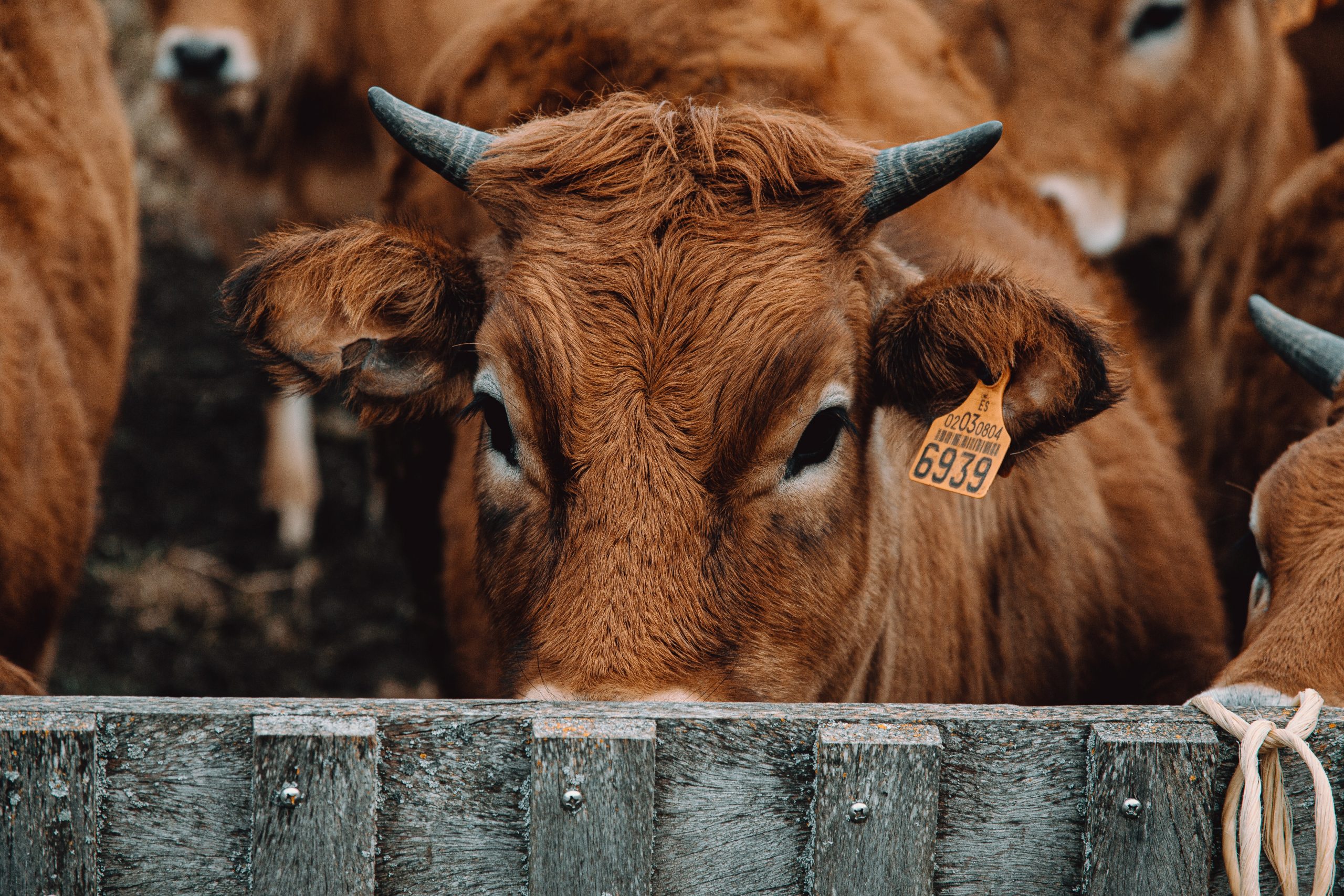 A cow standing near a fence.