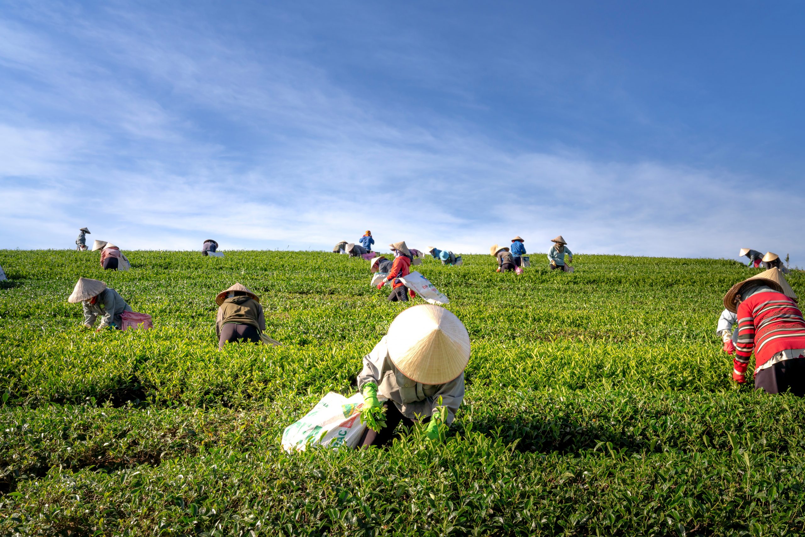 Women work in a field.