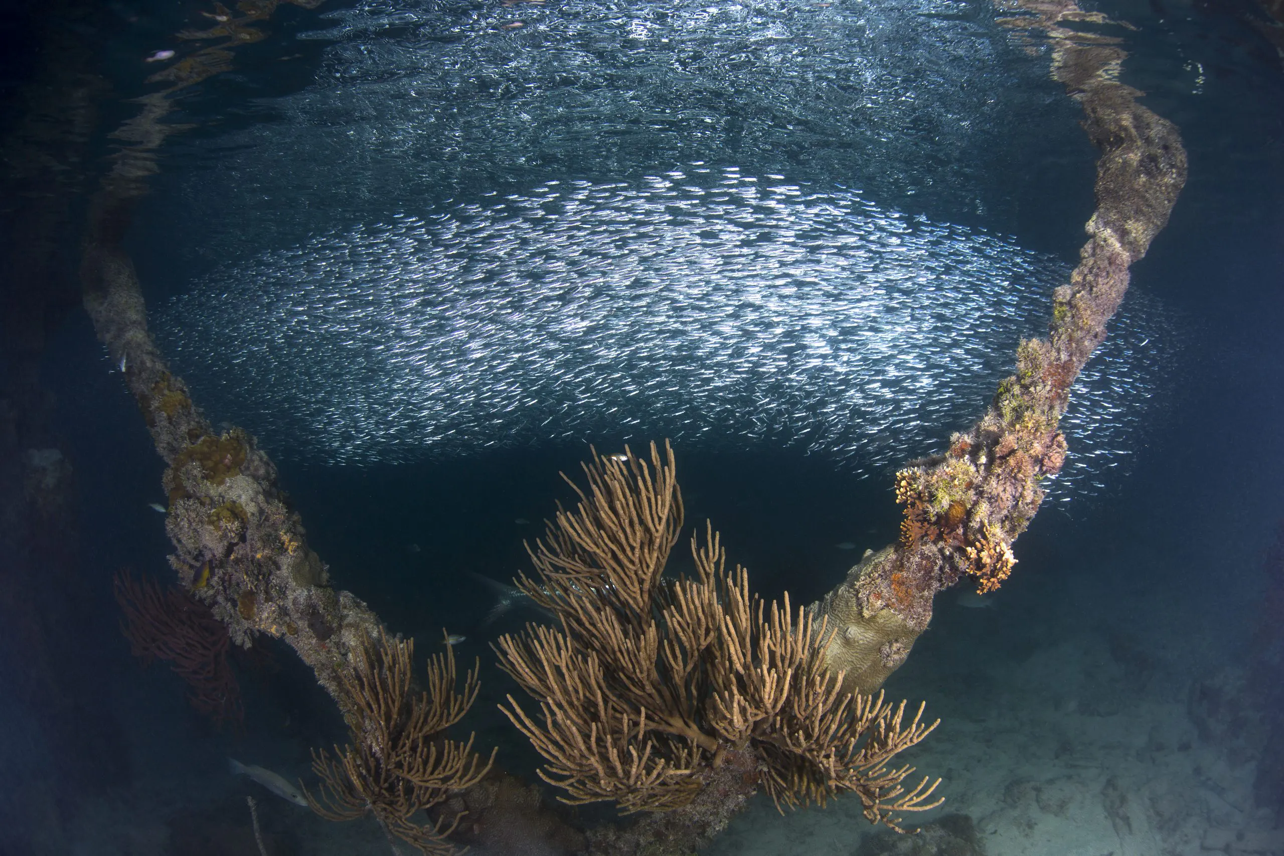 How Ocean-Based Solutions Contribute to Net Zero