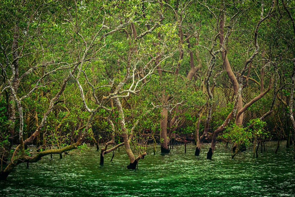 Mangroves in Sundarban, India.
